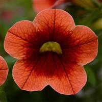 Conga™ Orange Kiss Calibrachoa