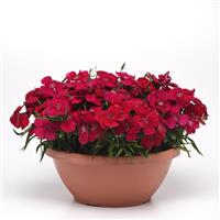 Coronet™ Cherry Red Dianthus