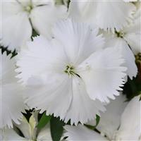 Coronet™ White Dianthus