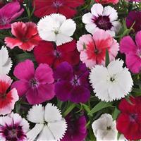 Coronet™ Mixture Dianthus