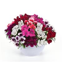 Coronet™ Mixture Dianthus