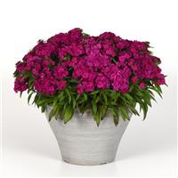 Dart™ Purple Dianthus