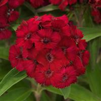 Dart™ Raspberry Dianthus