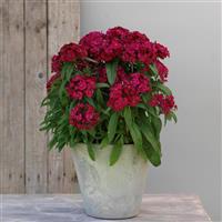 Dart™ Raspberry Dianthus