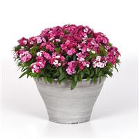 Dart™ Pink Magician Dianthus