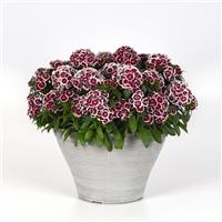 Dart™ Red White Picotee Dianthus