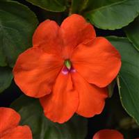 Beacon<sup>®</sup> Orange Impatiens