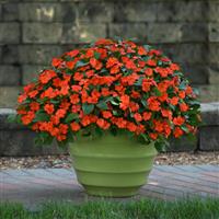 Beacon<sup>®</sup> Orange Impatiens