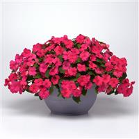 Beacon<sup>®</sup> Rose Impatiens