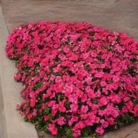 Beacon<sup>®</sup> Rose Impatiens