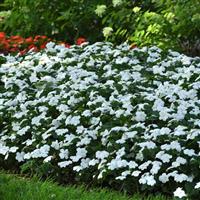 Beacon<sup>®</sup> White Impatiens