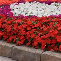 Beacon<sup>®</sup> Bright Red Impatiens