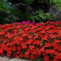 Beacon<sup>®</sup> Bright Red Impatiens