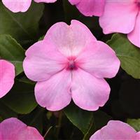 Beacon<sup>®</sup> Light Pink Impatiens