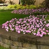 Beacon<sup>®</sup> Light Pink Impatiens