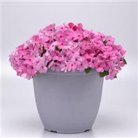 Beacon<sup>®</sup> Light Pink Impatiens