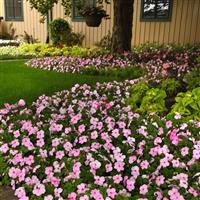 Beacon<sup>®</sup> Light Pink Impatiens