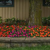 Beacon<sup>®</sup> Sanibel Mixture Impatiens