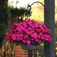 Solarscape<sup>®</sup> Magenta Bliss Interspecific Impatiens