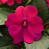 Solarscape<sup>®</sup> Magenta Bliss Interspecific Impatiens