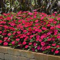 Solarscape<sup>®</sup> Magenta Bliss Interspecific Impatiens