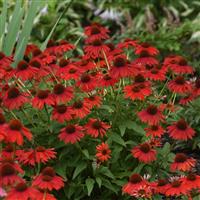 Echinacea Sombrero<sup>®</sup> Salsa Red