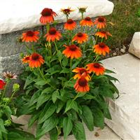 Echinacea Sombrero<sup>®</sup> Flamenco Orange