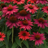 Echinacea Sombrero<sup>®</sup> Tres Amigos