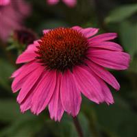 Echinacea Sombrero<sup>®</sup> Rosada