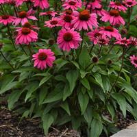 Echinacea Sombrero<sup>®</sup> Rosada