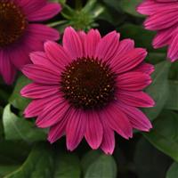 Echinacea Sombrero<sup>®</sup> Fuchsia Fandango