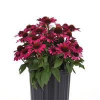 Echinacea Sombrero<sup>®</sup> Fuchsia Fandango