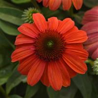 Echinacea Sombrero<sup>®</sup> Mandarin Mambo