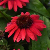 Echinacea Sombrero Poco™ Red