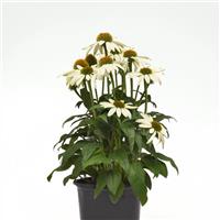 Echinacea Sombrero Poco™ White