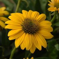 Echinacea Sombrero Poco™ Yellow