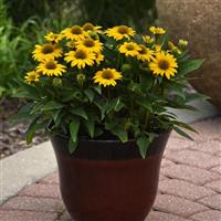 Echinacea Sombrero Poco™ Yellow