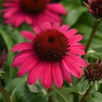 Echinacea Sombrero Poco™ Hot Pink