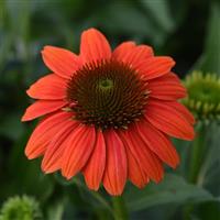 Echinacea Sombrero Poco™ Hot Coral