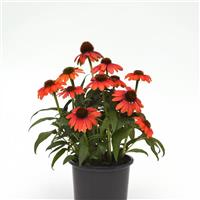 Echinacea Sombrero Poco™ Hot Coral