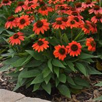 Echinacea Sombrero Poco™ Hot Coral