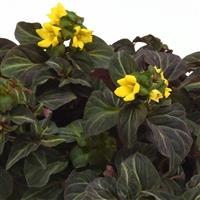 Lysimachia alfredii Night Light