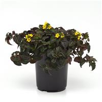 Lysimachia alfredii Night Light