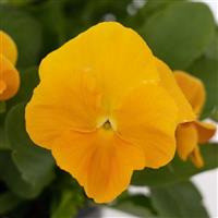 Viola Halo Golden Yellow