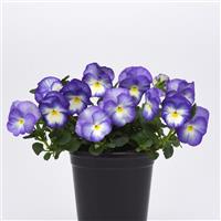 Viola Halo Lilac