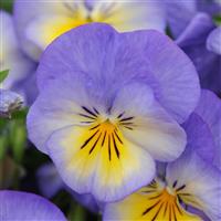 Viola Halo Sky Blue