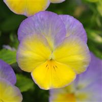 Viola Halo Lemon Frost