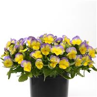 Viola Halo Lemon Frost