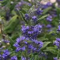 Caryopteris Emerald Crest