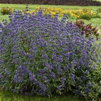 Caryopteris Emerald Crest